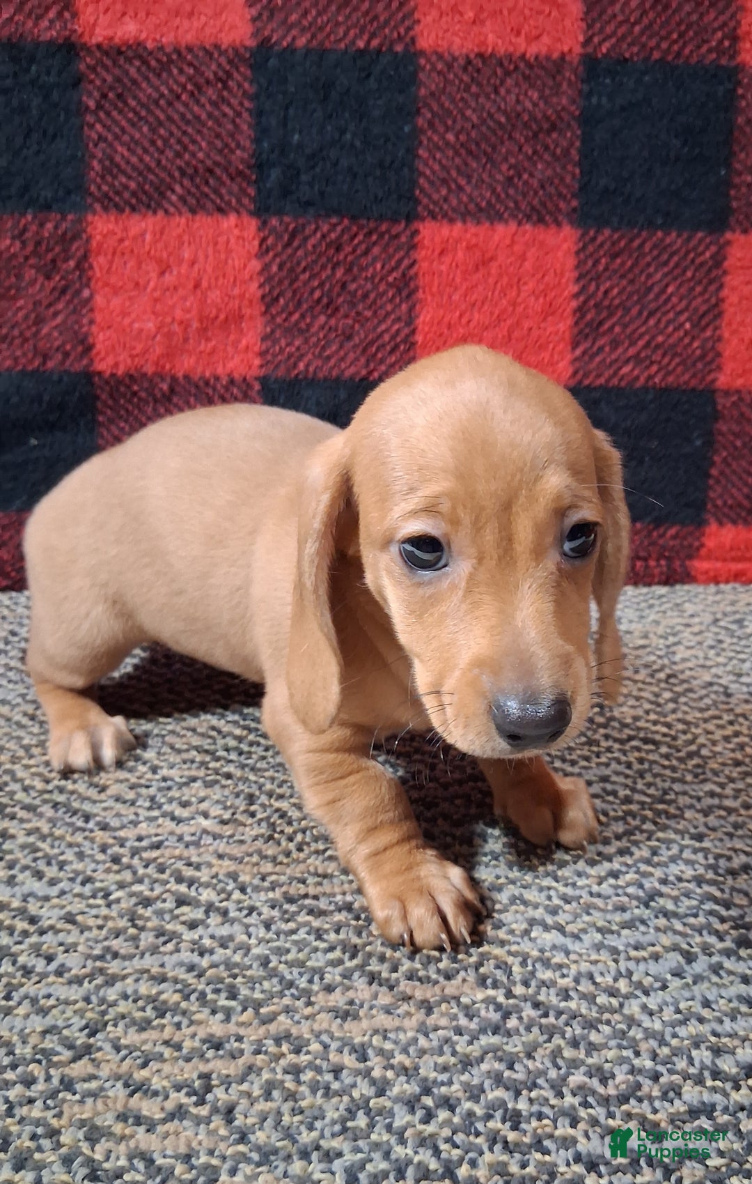 Miniature Dachshund dogs for sale: Nevaeh - Ad 2