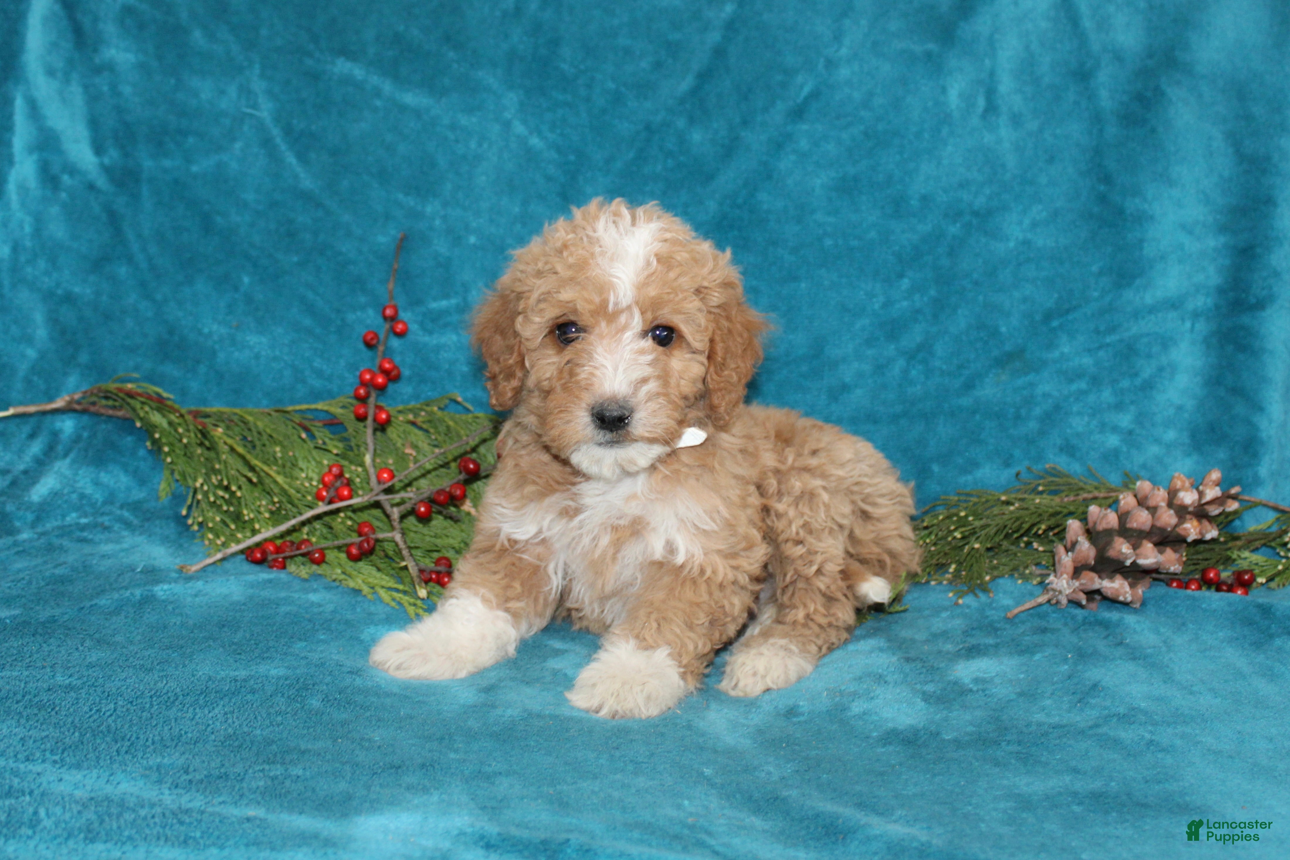 Mini Goldendoodle dogs Ivy - Ad 41