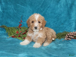 Mini Goldendoodle dogs Ivy - Ad 41