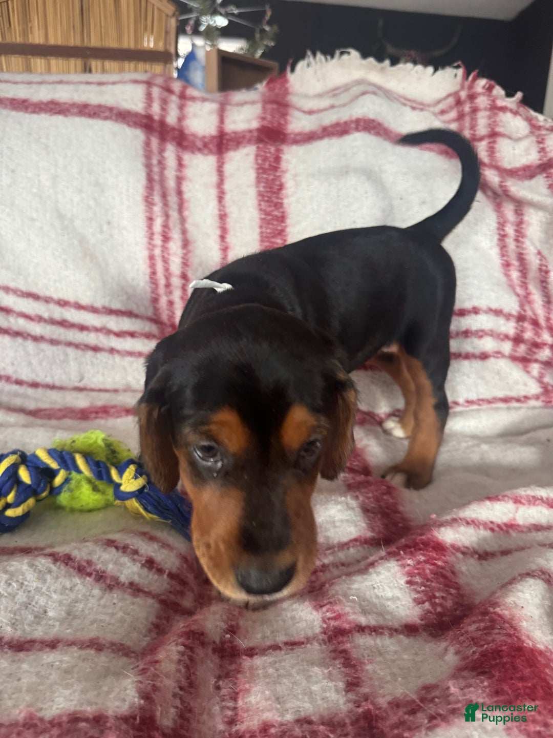 Mixed Breed dogs for sale: Mixed Breed Puppy 4 - Ad 15