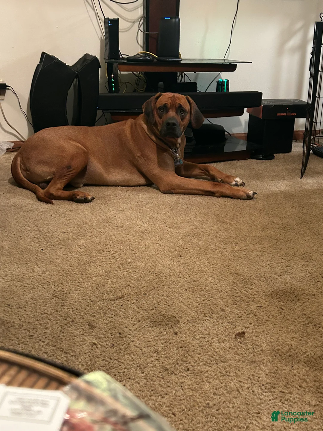 Rhodesian Ridgeback dogs for sale: Rhodesian Ridgeback Puppy 1 sky blue collar - Ad 9