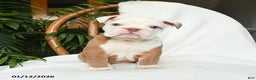 English Bulldog dogs for sale: Misty - Ad 2