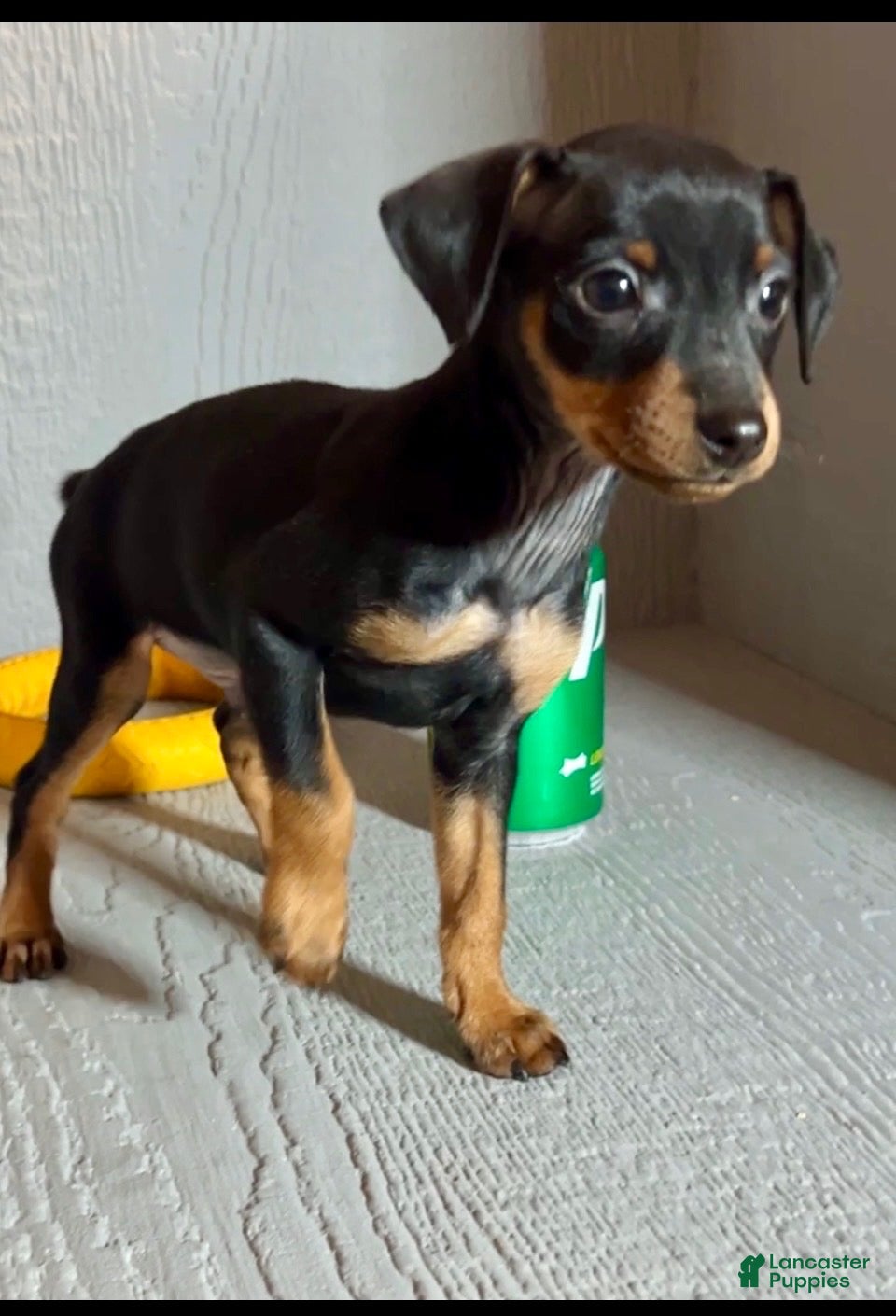 Miniature Pinscher dogs Ziggy - Ad 19
