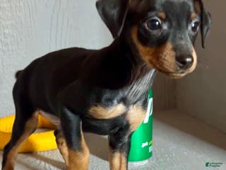 Miniature Pinscher dogs Ziggy - Ad 18