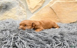 Mini Goldendoodle dogs for sale: Millie - Image 8
