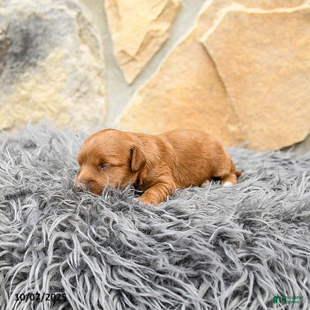 Mini Goldendoodle dogs for sale: Millie - Image 8