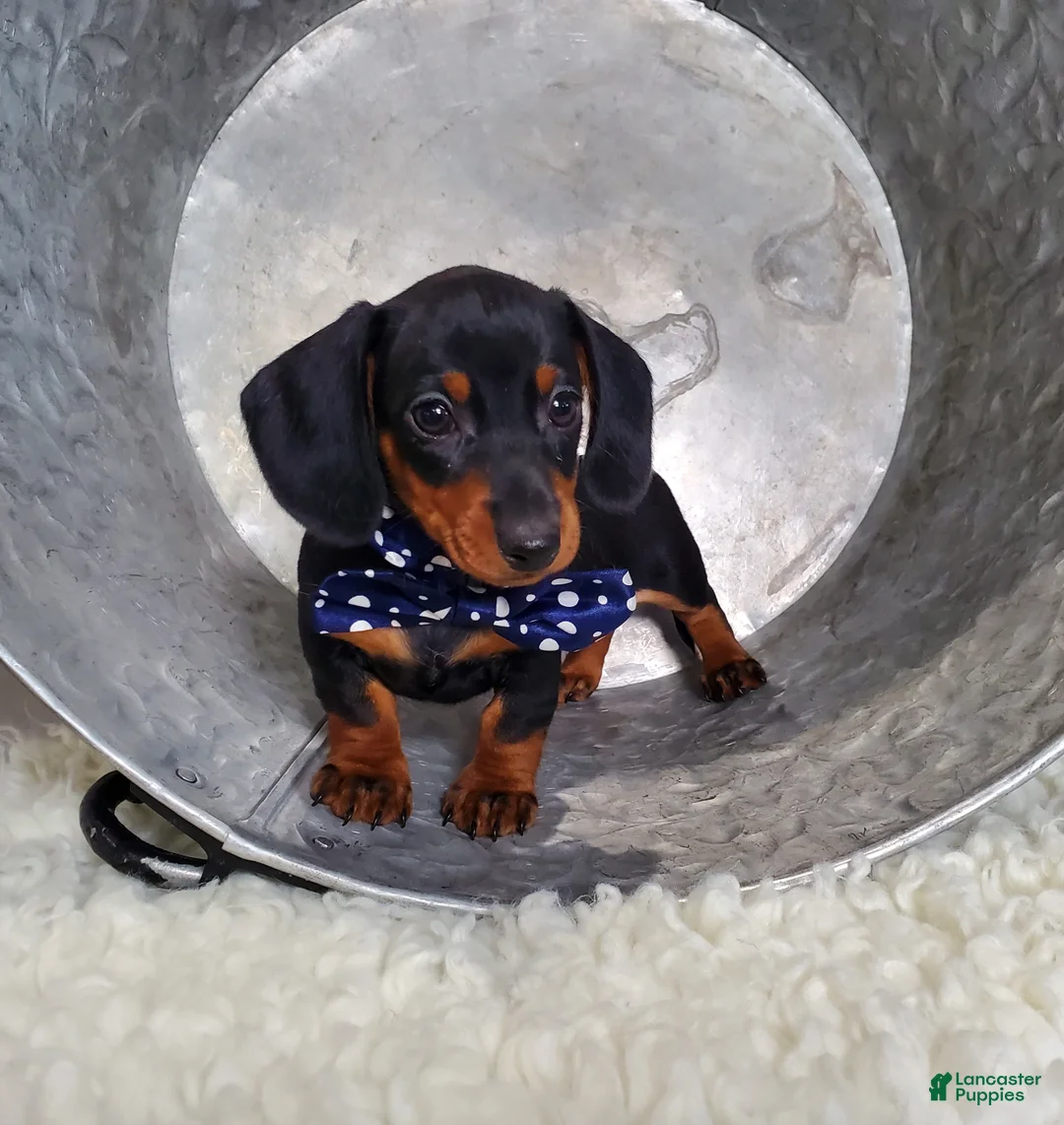 Miniature Dachshund dogs for sale: Andrew - Ad 3