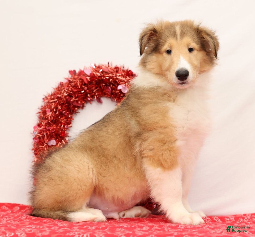 Collie dogs for sale: Newton - Ad 3