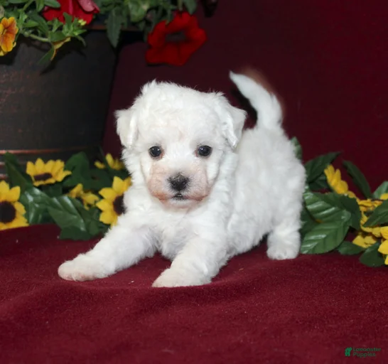 Gallery Image {{count}}