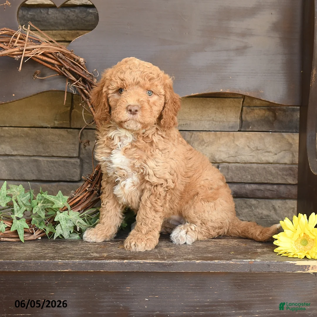 Mini Goldendoodle dogs for sale: Maple   - Ad 1