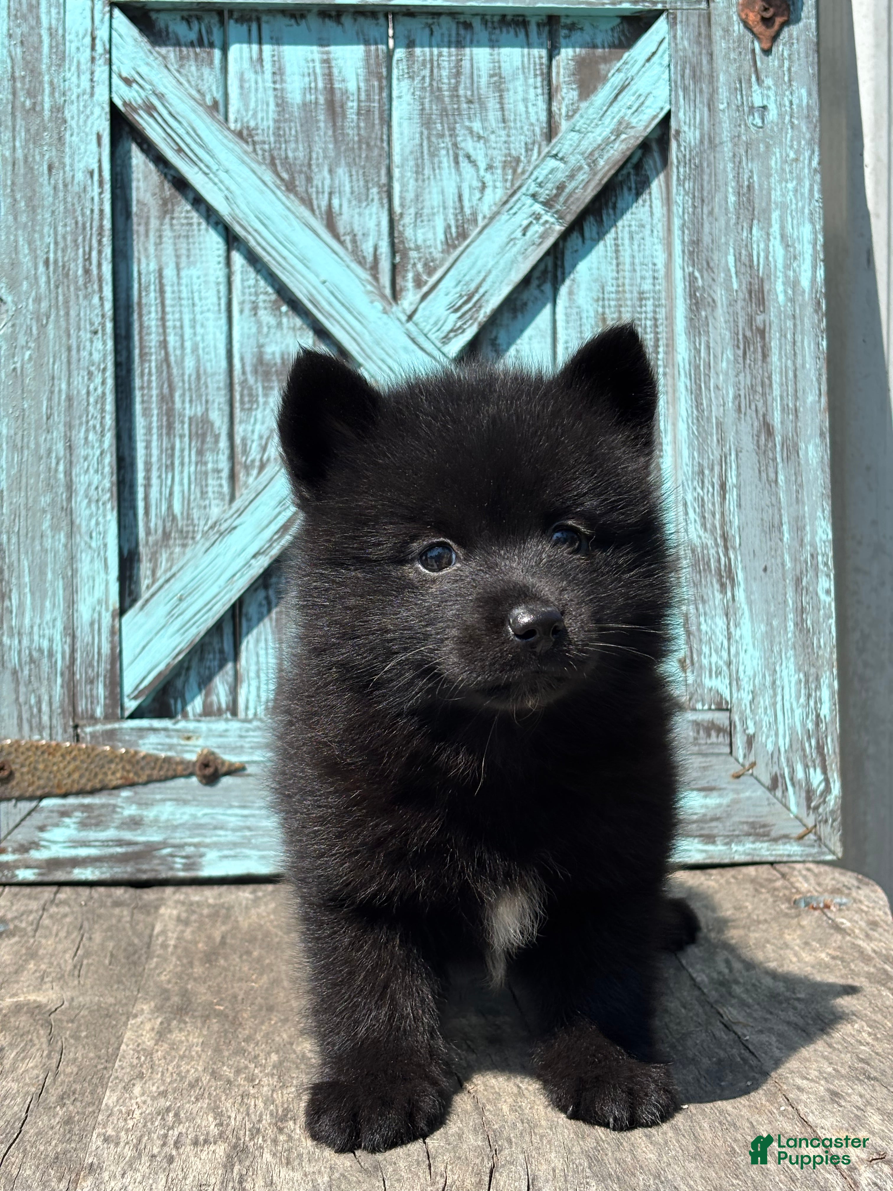 Pomsky dogs Graham - Ad 2