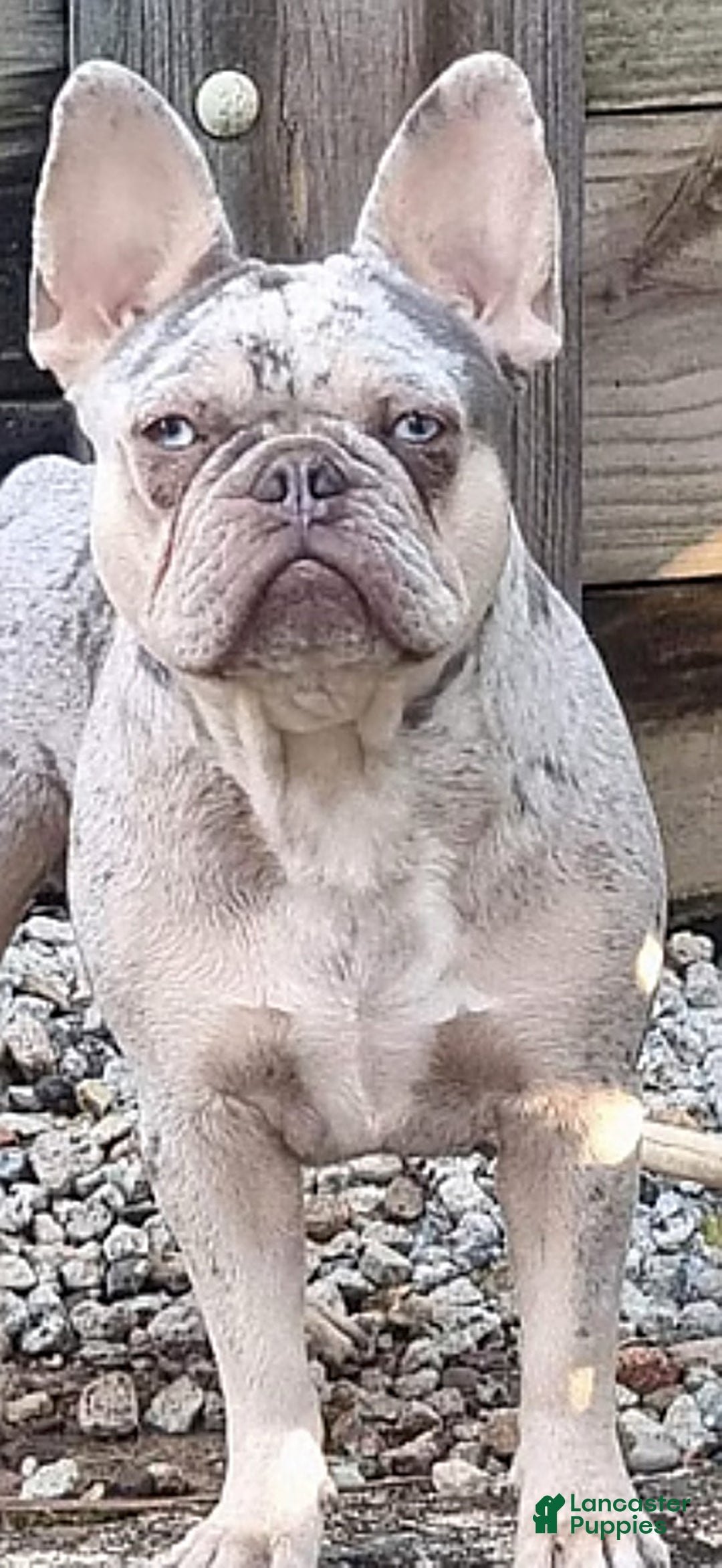 French Bulldog dogs for sale: Blue - Ad 7