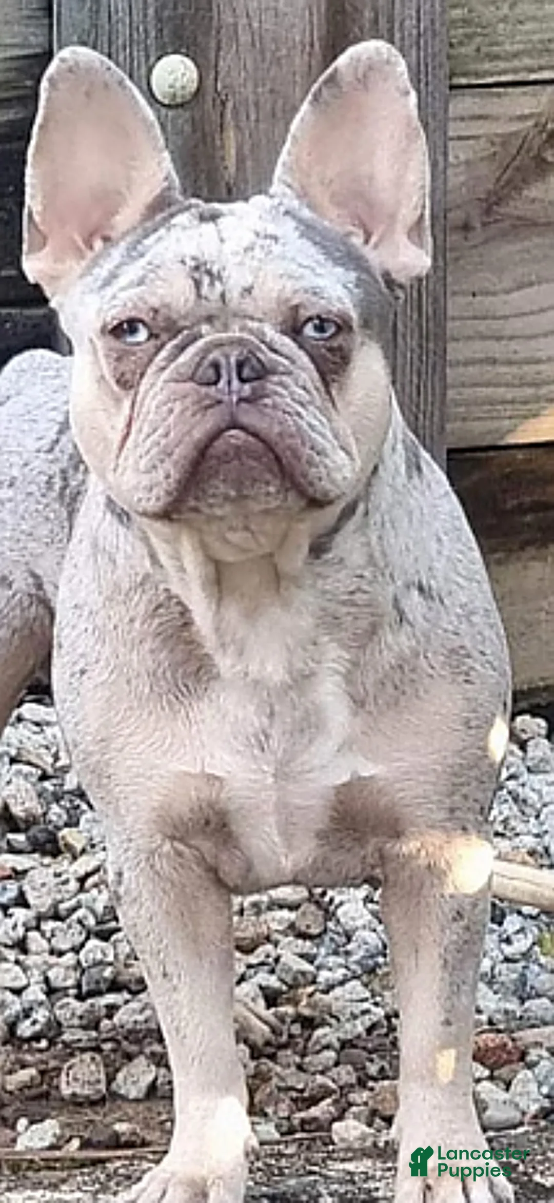 French Bulldog dogs for sale: Lilac - Ad 6
