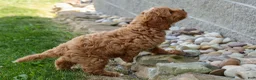 Cavapoo dogs for sale: NELLIE - Ad 9