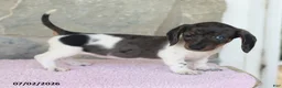 Miniature Dachshund dogs for sale: Crystal - Ad 1