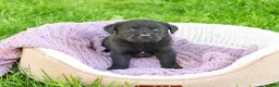 Labrador Retriever dogs for sale: Iridessa  - Ad 5
