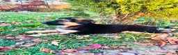 German Shepherd dogs for sale: Independence “Indy” - Ad 5