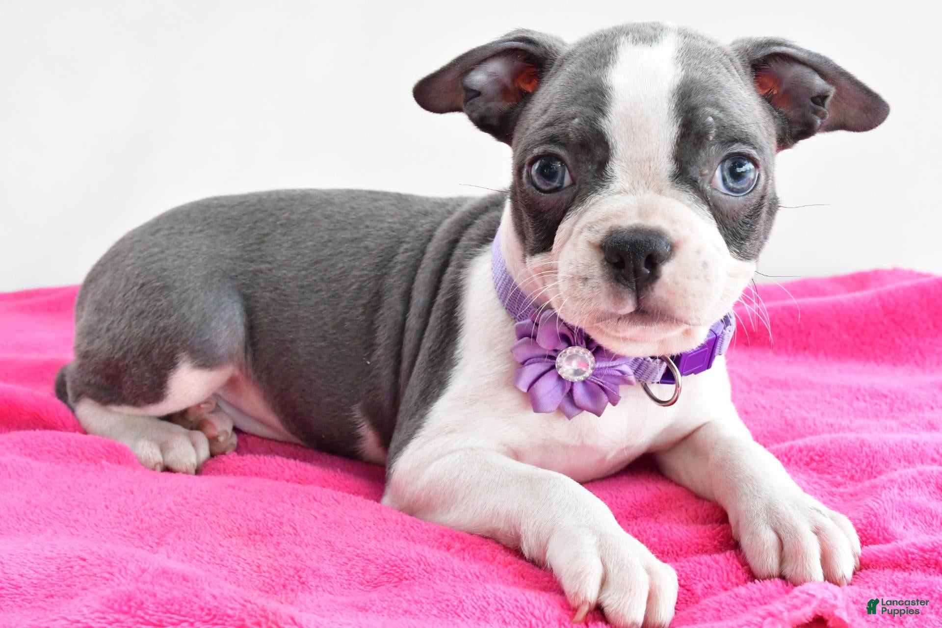 Boston Terrier dogs Indie - Ad 1