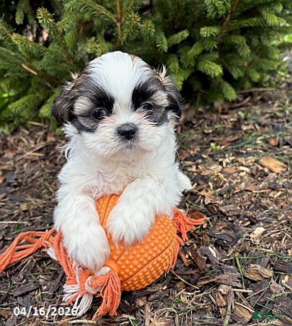 Shih Tzu dogs Azalea - Ad 1