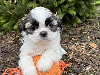 Shih Tzu dogs for sale: Azalea - Ad 1