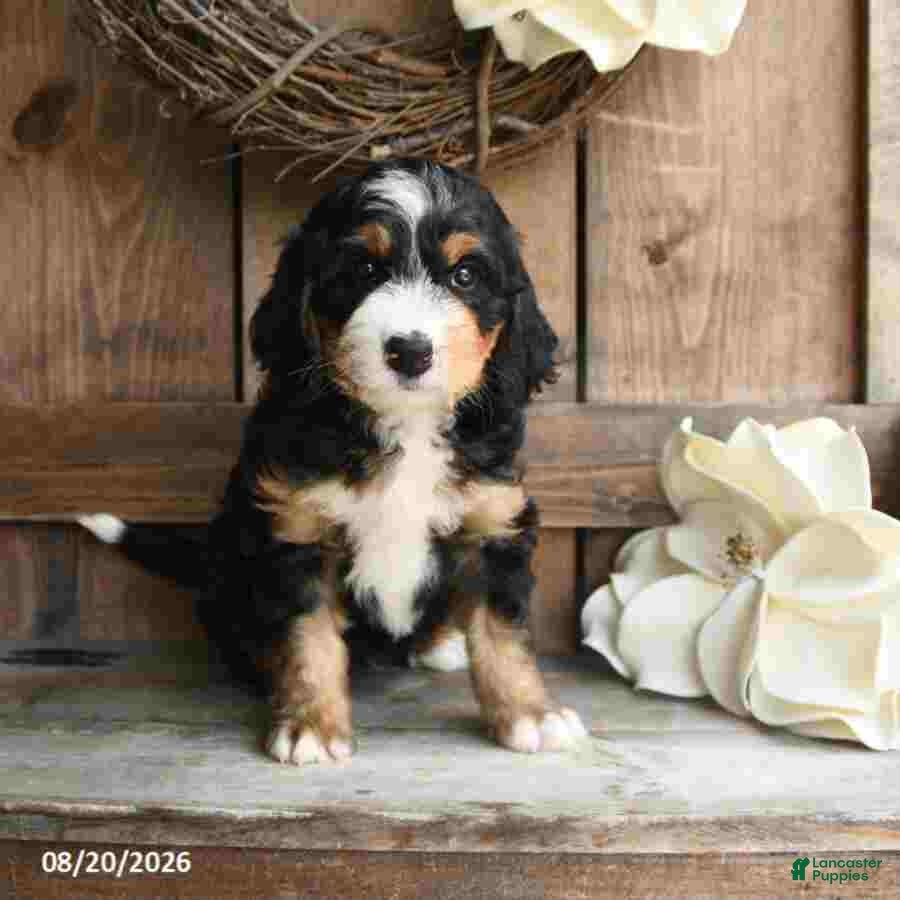 Mini Bernedoodle dogs Rocky - Ad 2