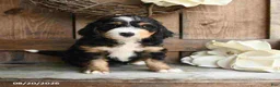 Mini Bernedoodle dogs for sale: Rocky - Ad 2