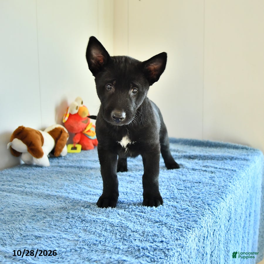 Belgian Malinois dogs for sale: Alonzo - Ad 1