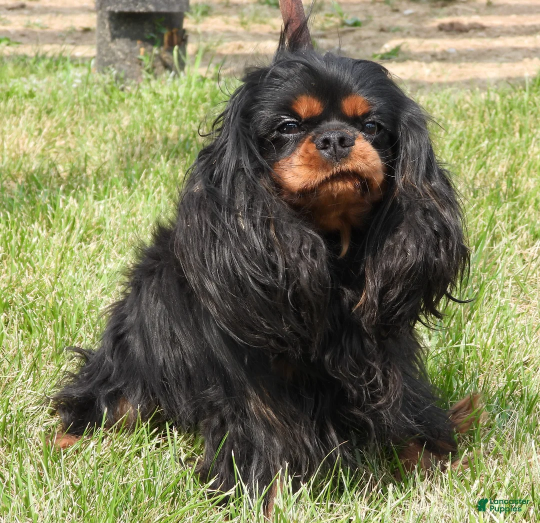 Cavalier King Charles Spaniel dogs for sale: Cavalier King Charles Spaniel Puppy 1 - Ad 4