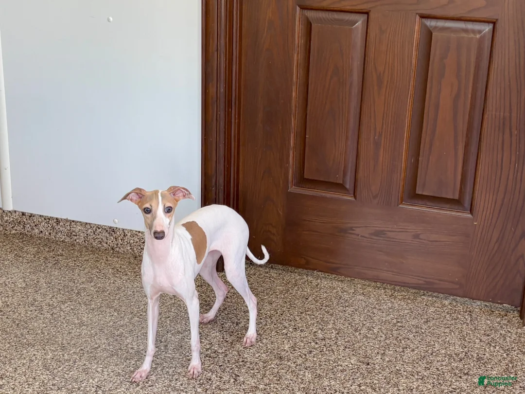 Mixed Breed dogs for sale: Italian greyhound/Havanese Sally  - Ad 14