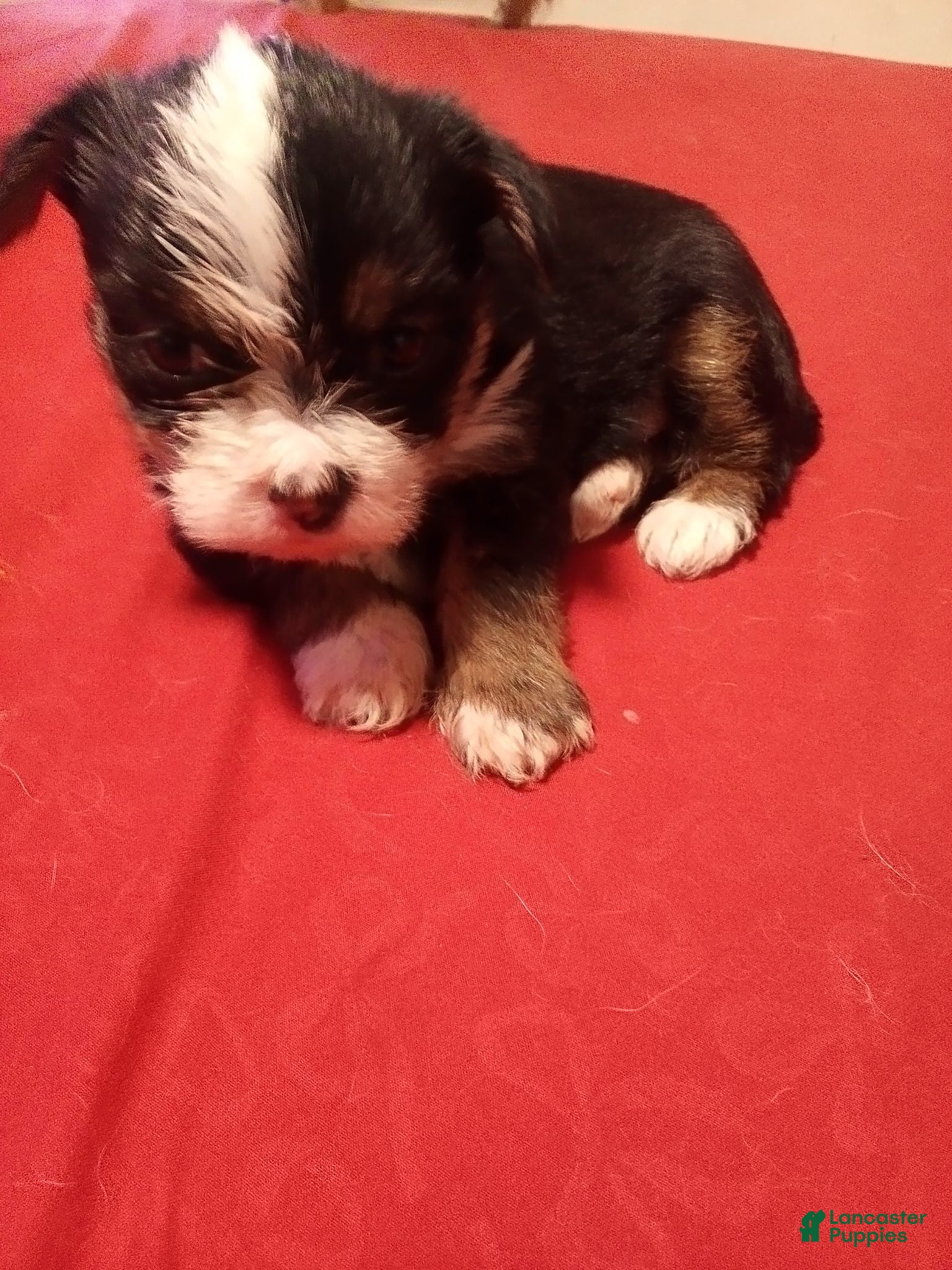 Mixed Breed dogs Mixed Breed 3 - Ad 34