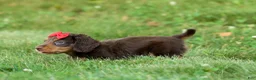 Miniature Dachshund dogs for sale: MURPHY - Ad 15