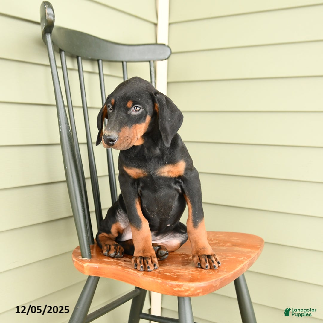 Doberman Pinscher dogs for sale: Hannah - Ad 3