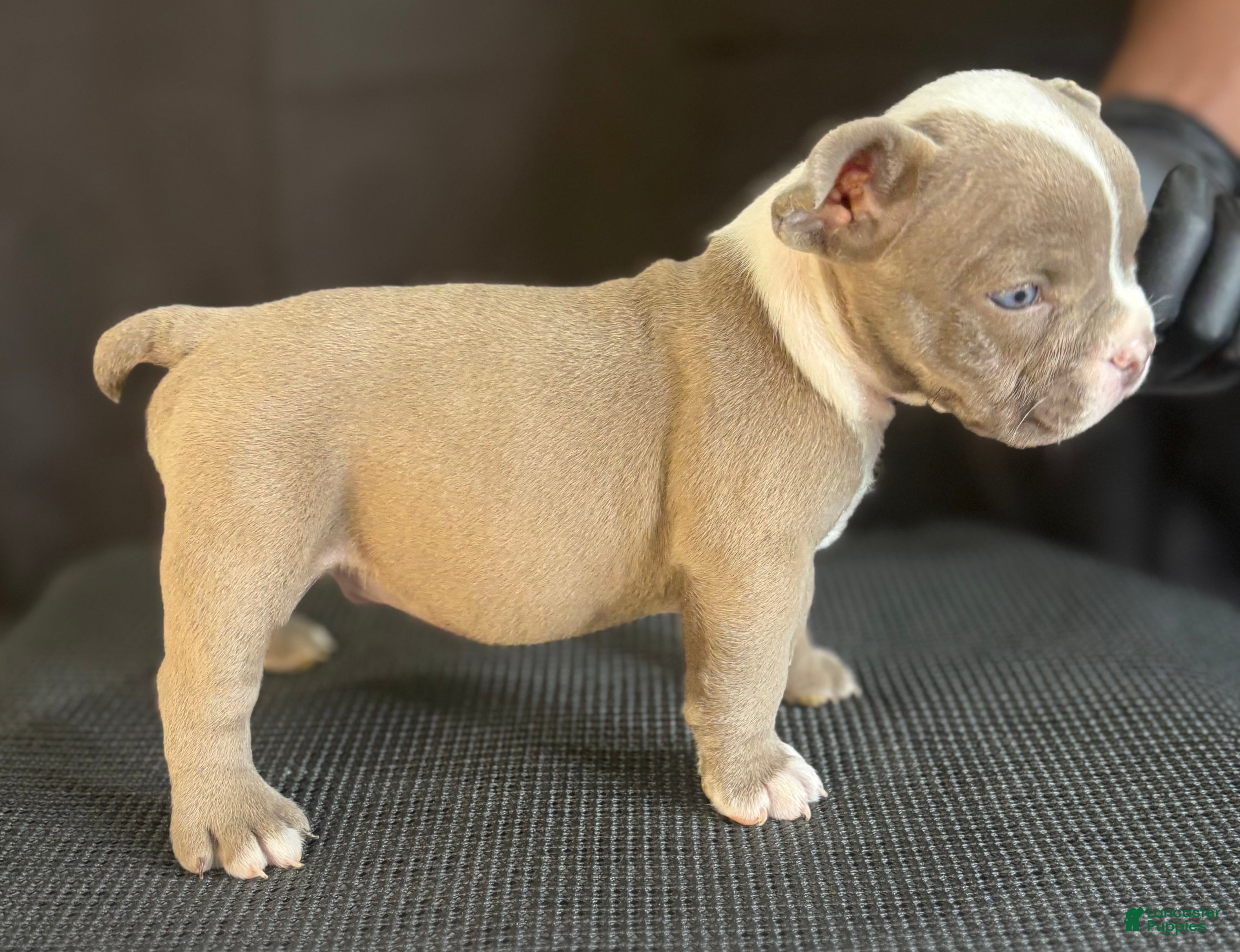American Bully dogs American Bully 3 - Ad 2