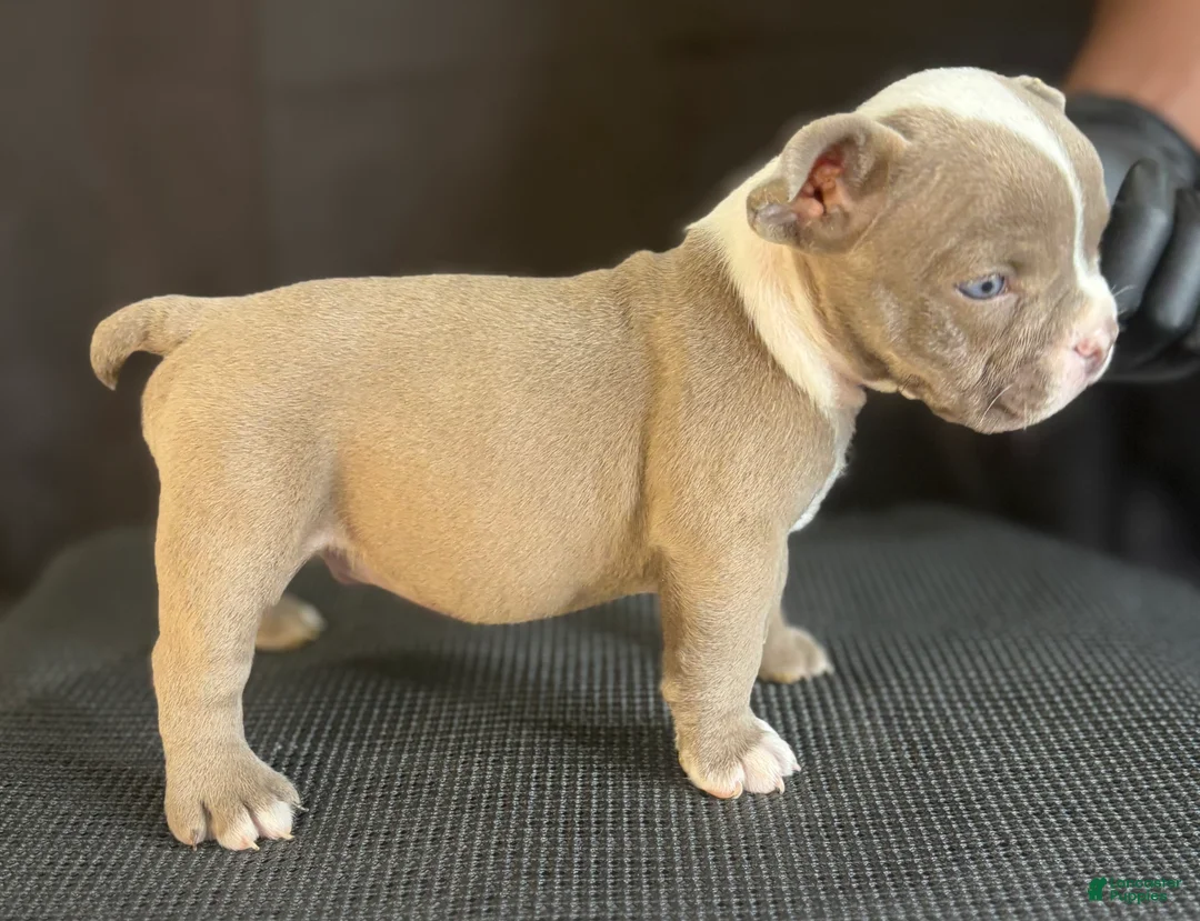 American Bully dogs for sale: American Bully 3 - Ad 2