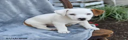 Jack Russell Terrier dogs for sale: Nelson - Ad 3