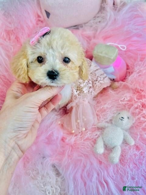 Toy Poodle dogs Toy Poodle Puppy 2 - Ad 35