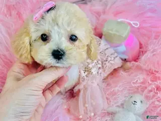 Toy Poodle dogs Toy Poodle Puppy 2 - Ad 35