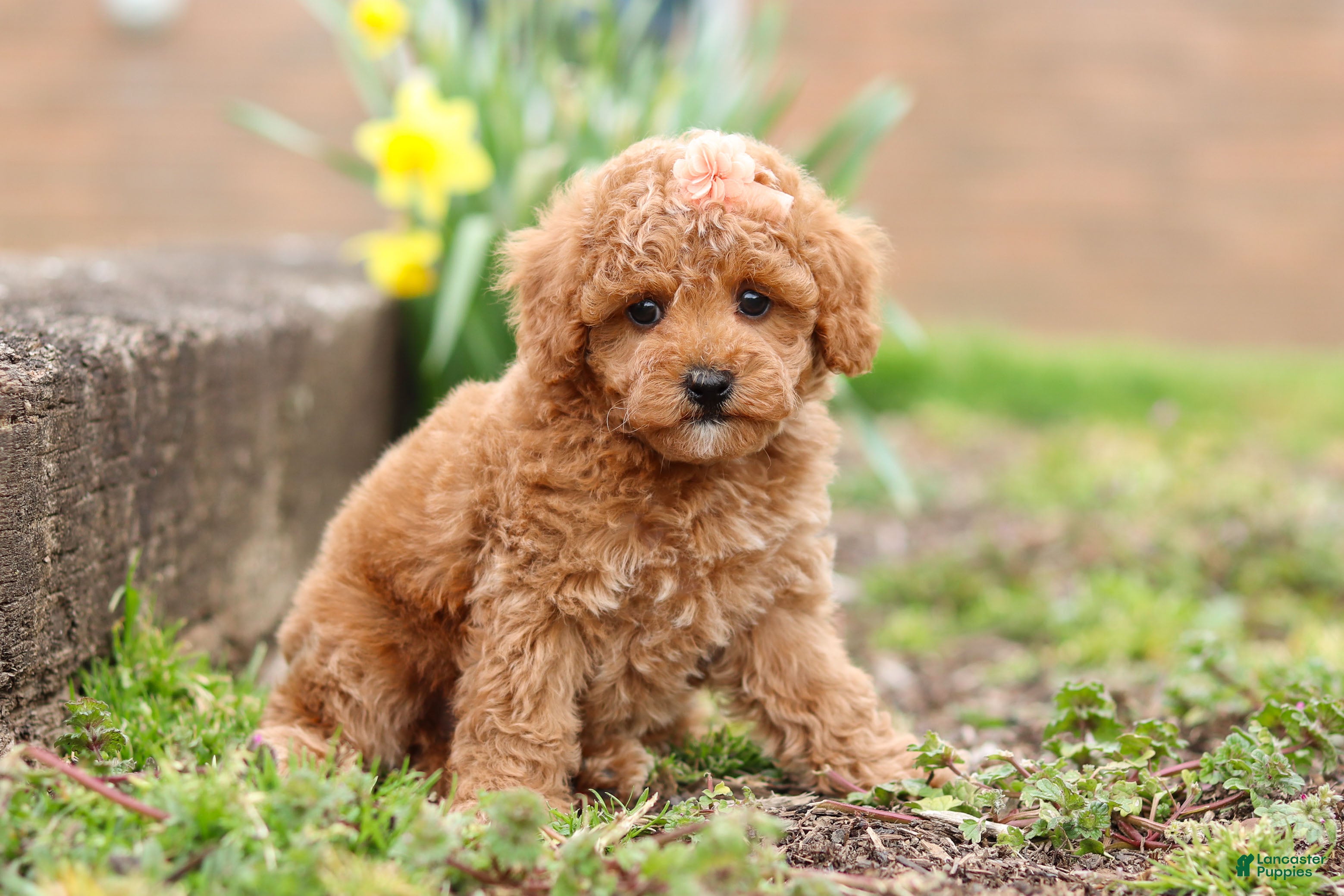 Maltipoo dogs Brittany - Ad 1