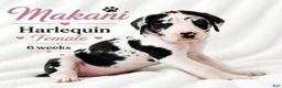 Great Dane dogs for sale: Makani - Ad 6