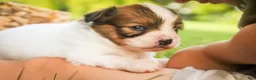 Papillon dogs for sale: Leon Papillon  - Ad 3