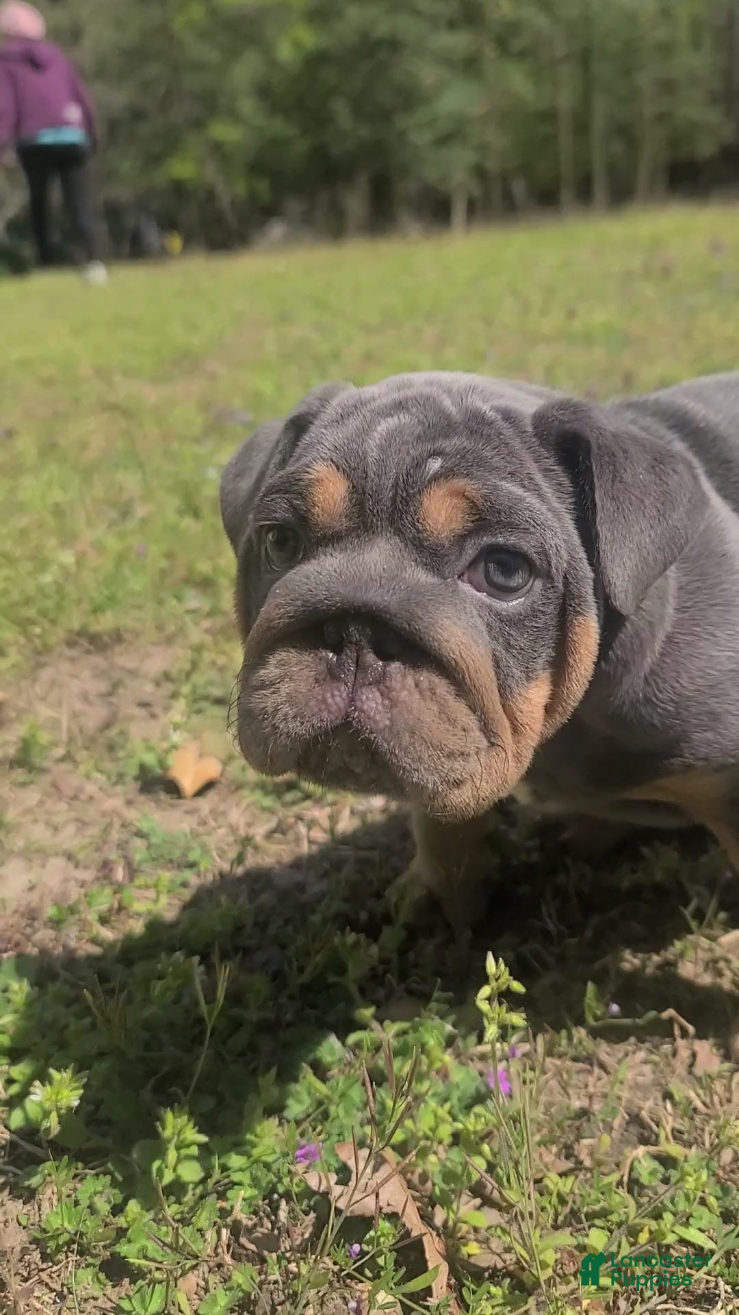 English Bulldog dogs English Bulldog Puppy 1 - Ad 2