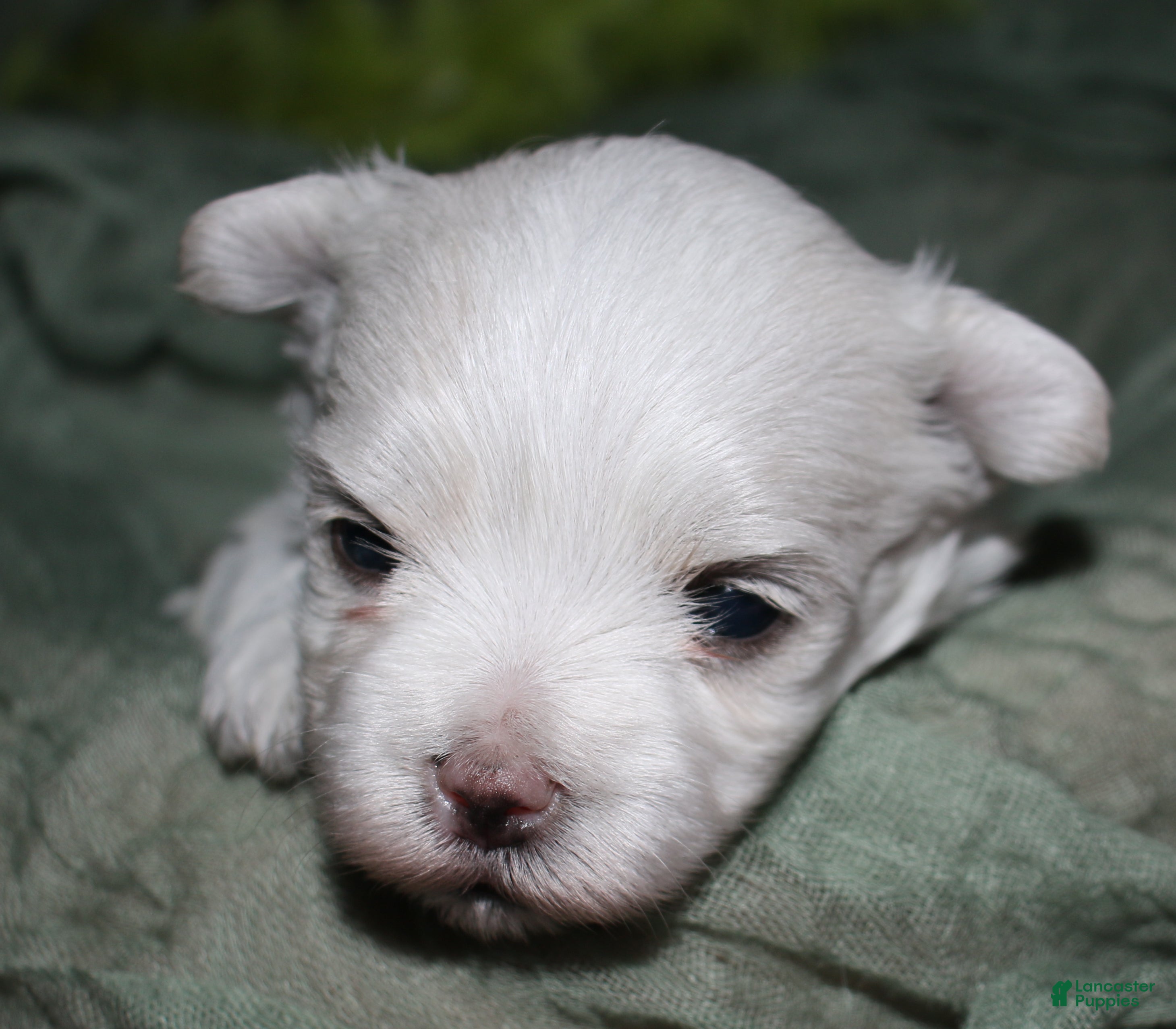 Maltese dogs Stumpy - Ad 2