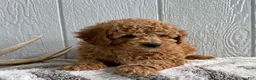 Mini Goldendoodle dogs for sale: Ranger - Ad 3