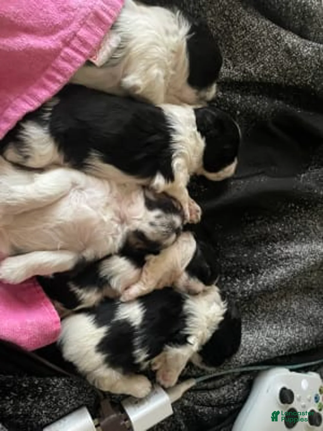 Gallery Image {{count}}