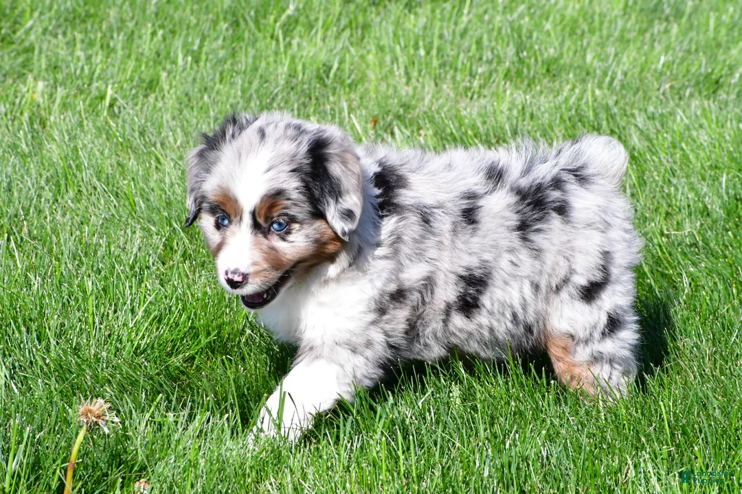 Miniature Australian Shepherd dogs for sale: Tyler - Ad 11