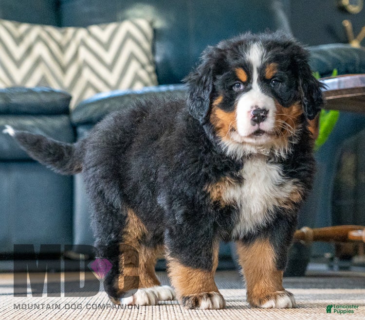 Bernese Mountain Dog dogs Chloe - Ad 42