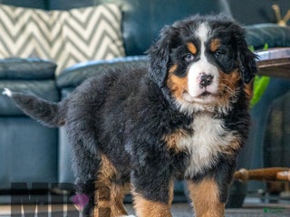 Bernese Mountain Dog dogs Chloe - Ad 42