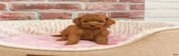 Cavapoo dogs for sale: Cupcake - Ad 1