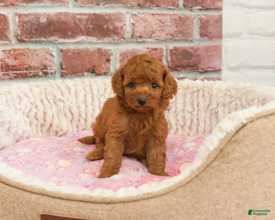 Cavapoo dogs for sale: Cupcake - Ad 1