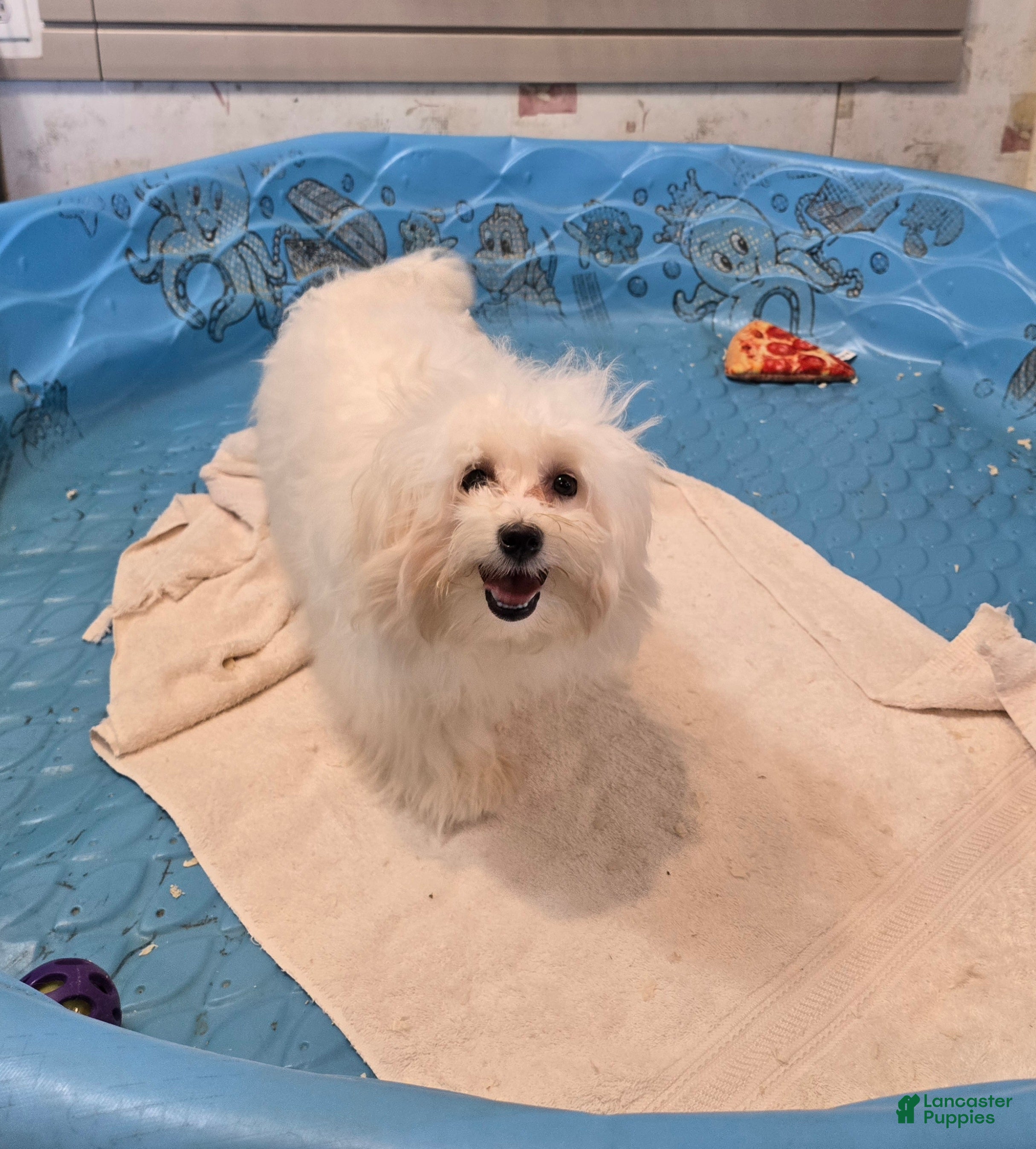 Mixed Breed dogs Sissy - Ad 1